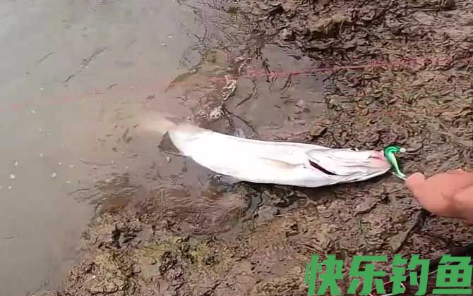 路亚翘嘴