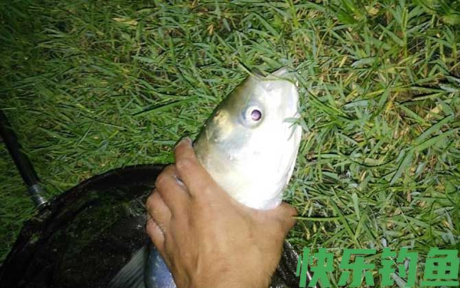 钓鲢鳙