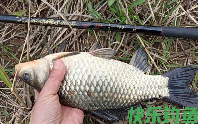野钓鲫鱼