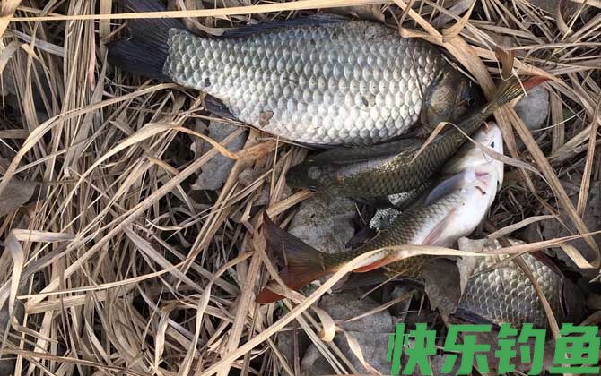 野钓鲫鱼