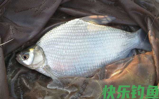 钓鱼