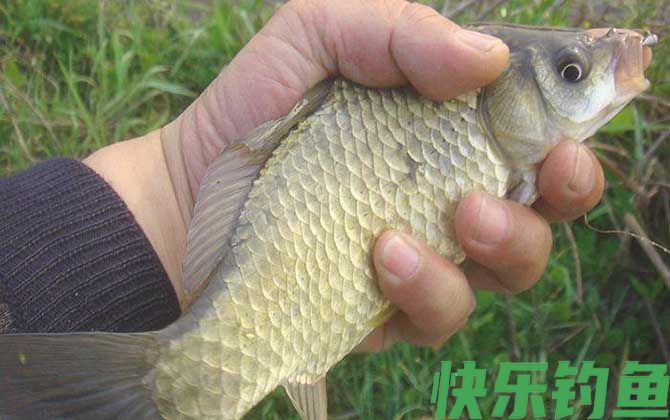 野钓鲫鱼