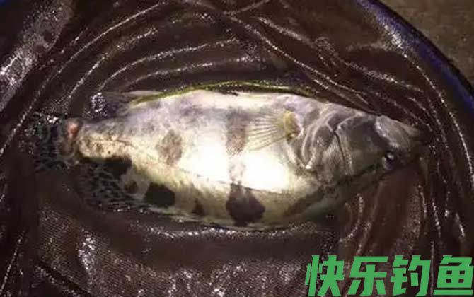 鳜鱼