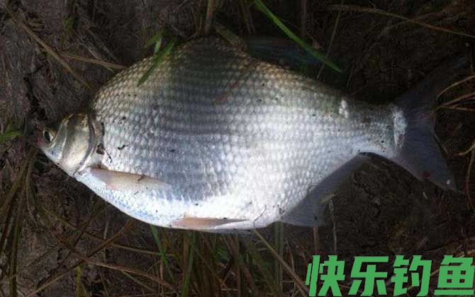 谷麦钓