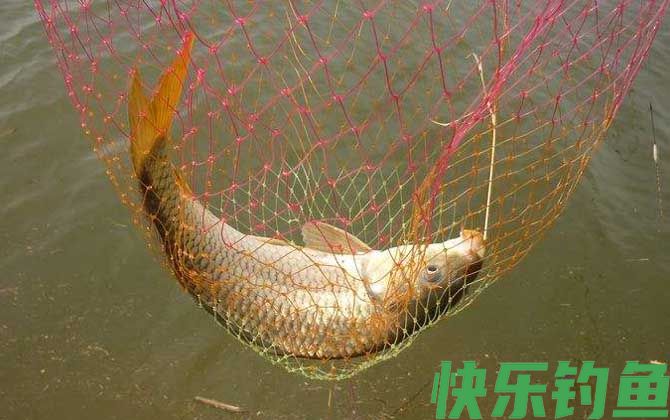 黑坑钓鲤鱼
