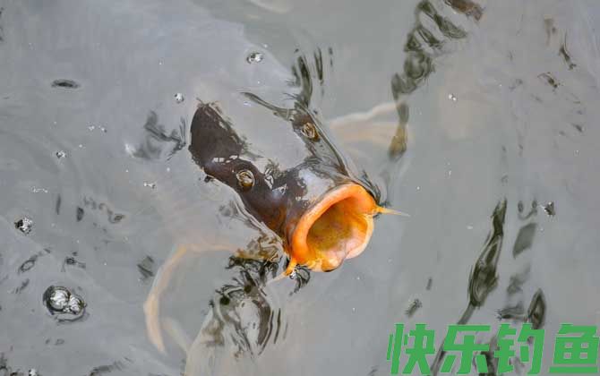 钓鲤鱼