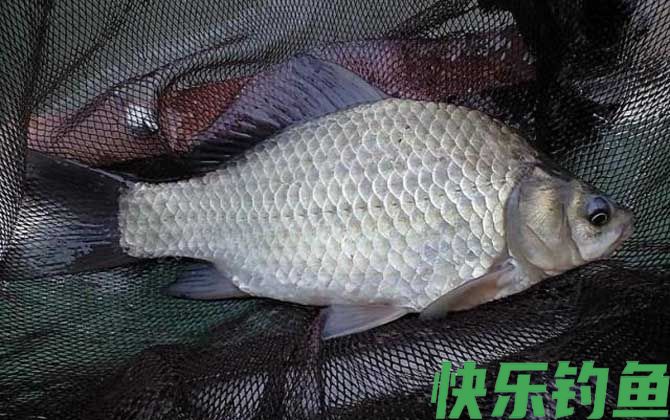 鲫鱼