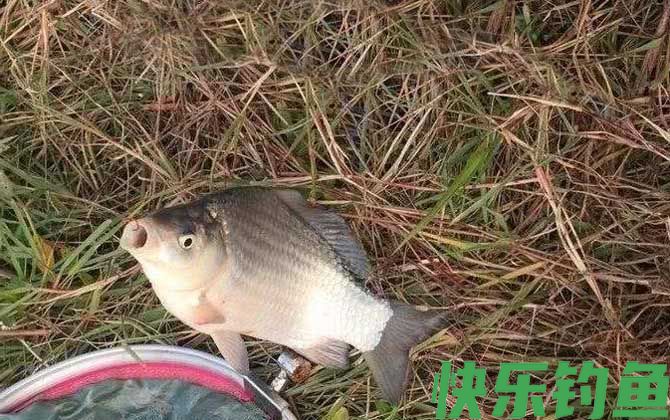 鲫鱼