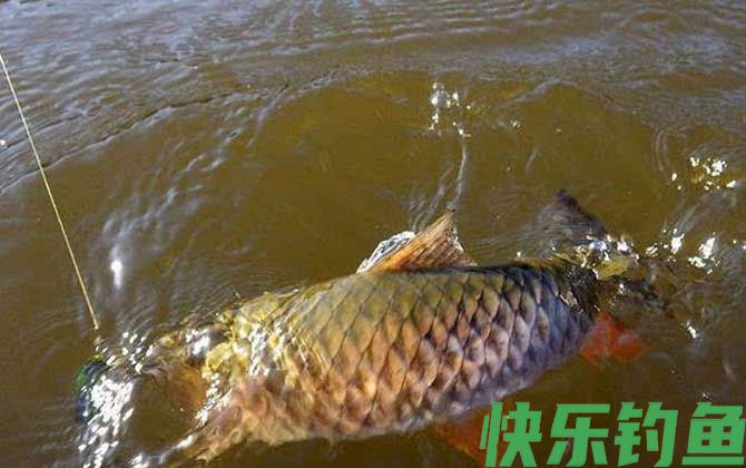 路亚军鱼