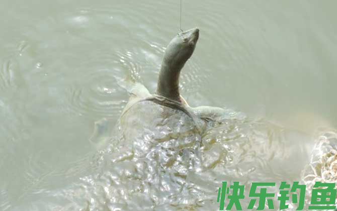 甲鱼