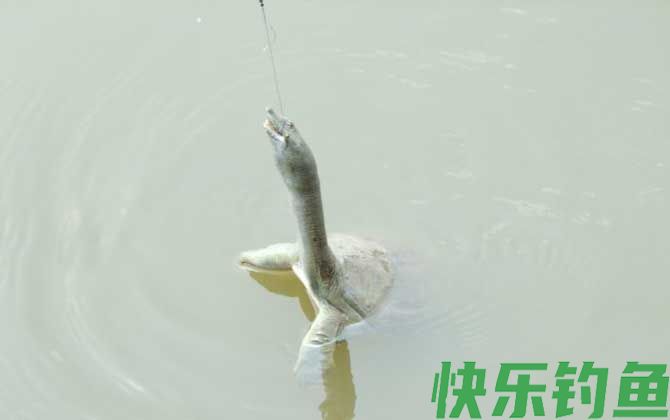 甲鱼