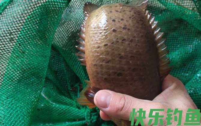 过山鲫