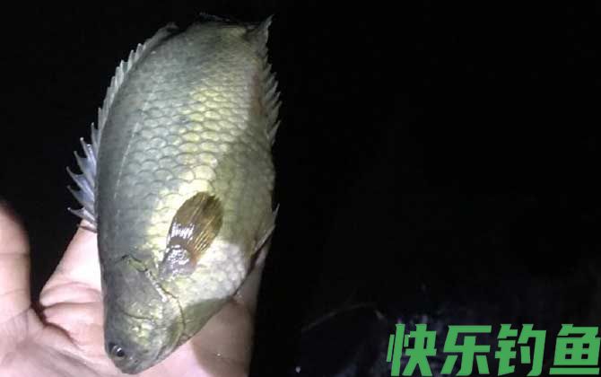 过山鲫