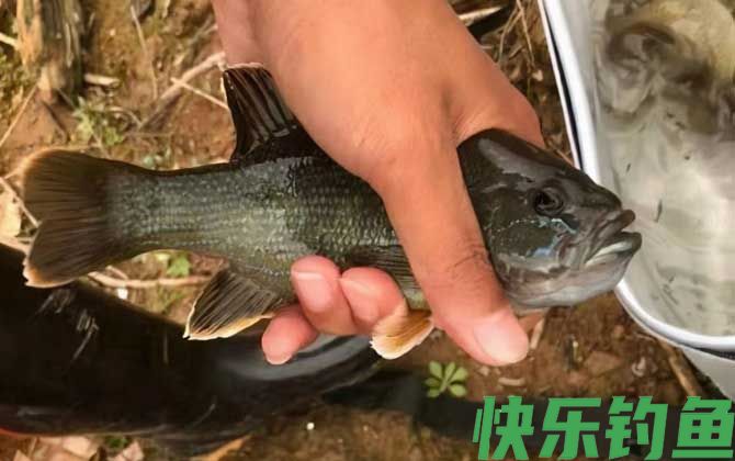 钓太阳鱼
