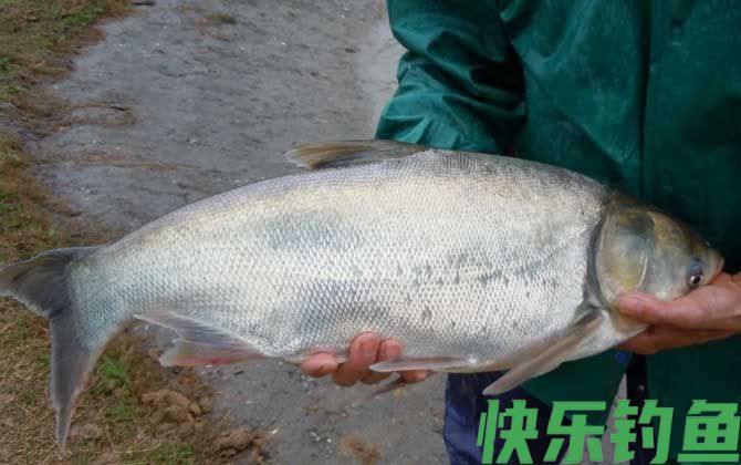 钓鲢鳙