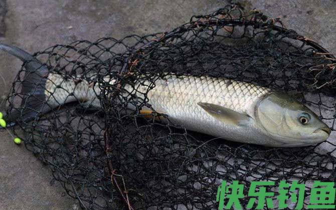 草鱼