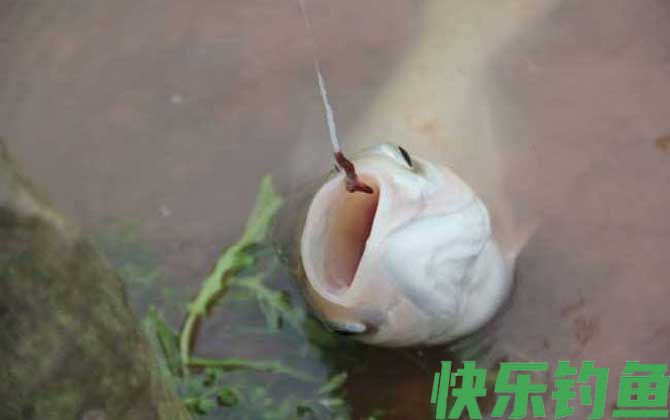 蚯蚓钓鱼