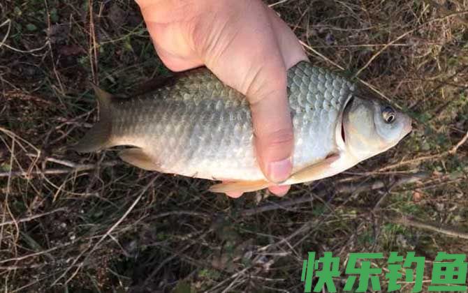 钓鲫鱼