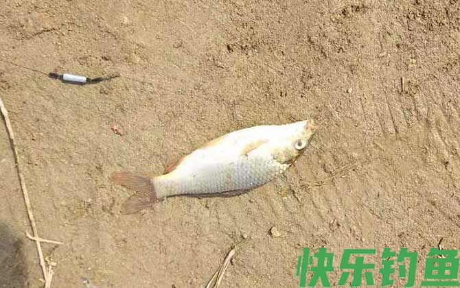 钓鲤鱼