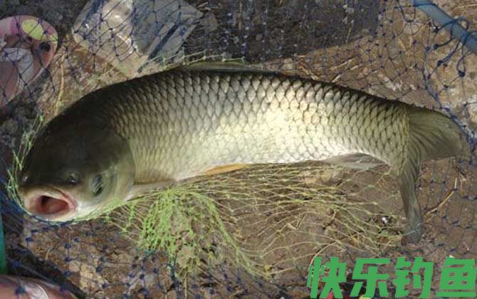草鱼钓法