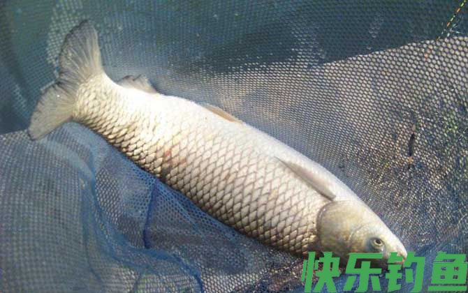 草鱼钓法