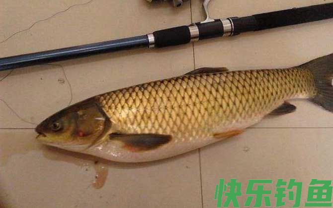 草鱼钓法