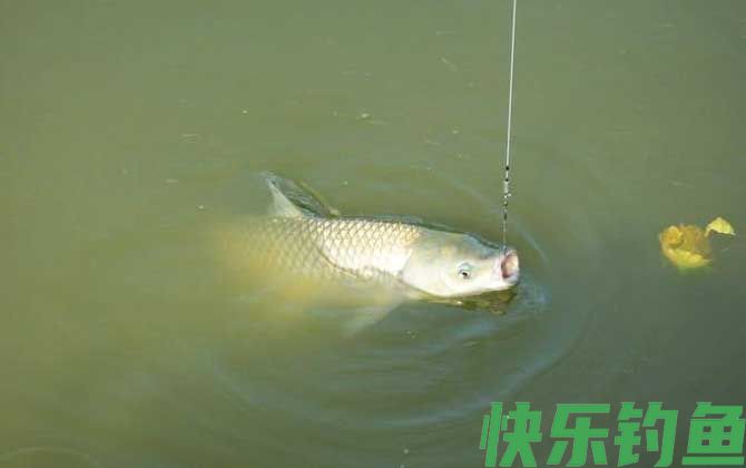 草鱼钓法