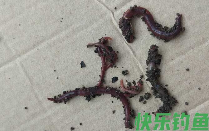 蚯蚓