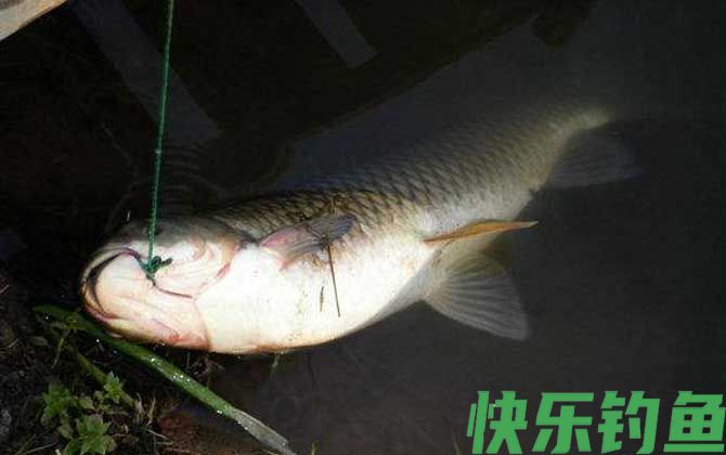 钓草鱼