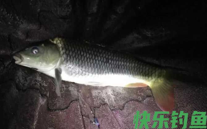 夜钓鲤鱼
