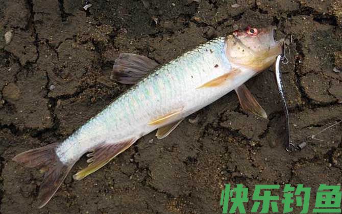 路亚