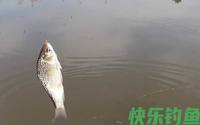 钓鱼