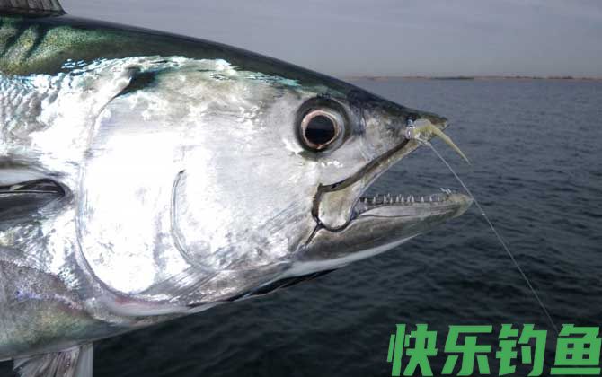海钓