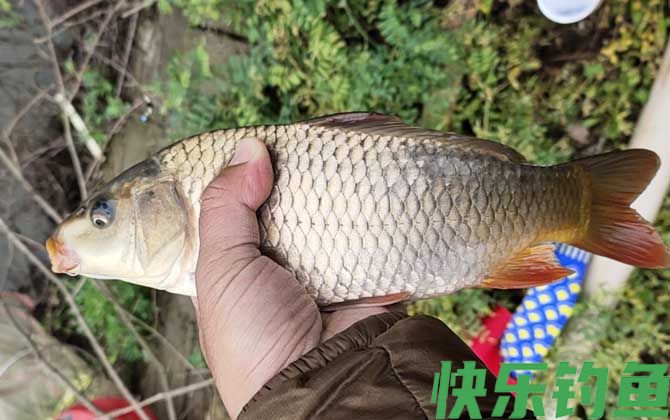 鲤鱼