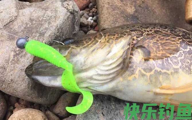 路亚