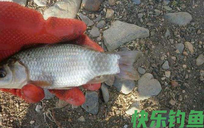 鲫鱼