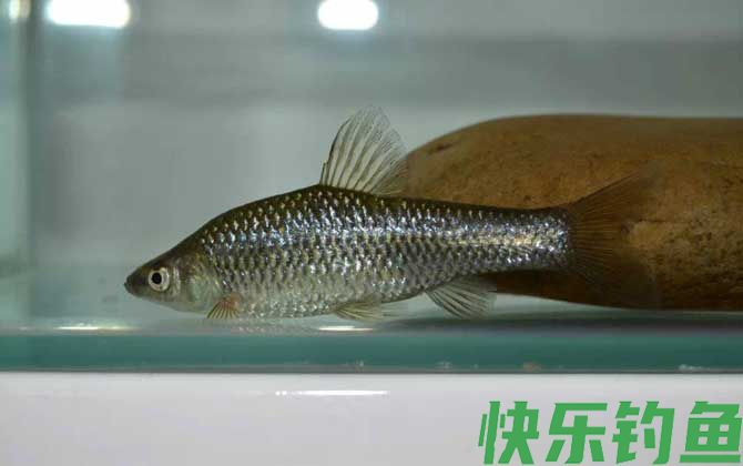 麦穗鱼