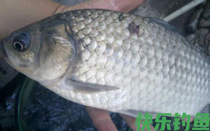 钓鲫鱼