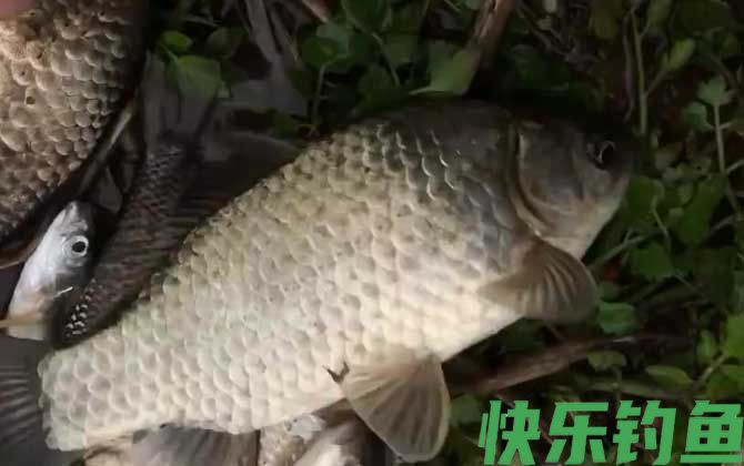 钓鲫鱼