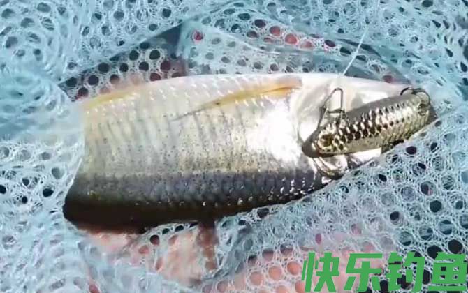 路亚