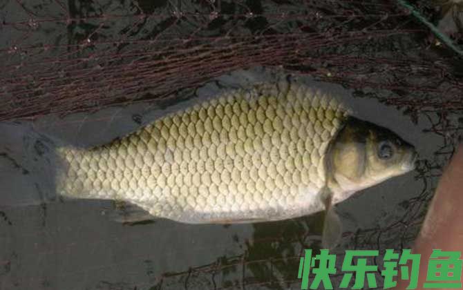 黑坑钓鲫鱼