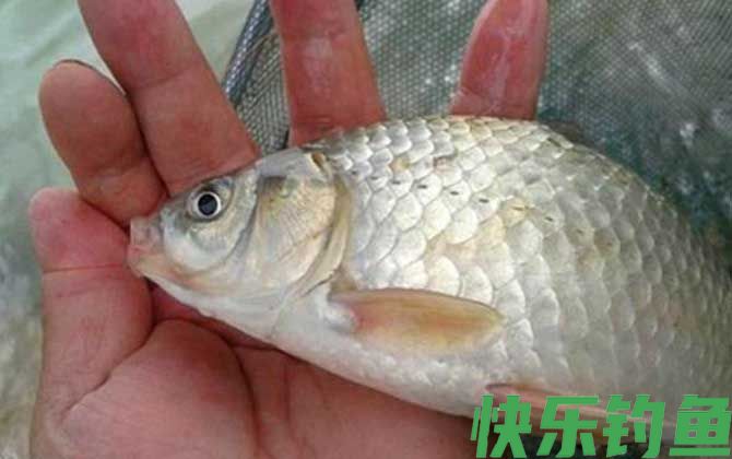 黑坑钓鲫鱼