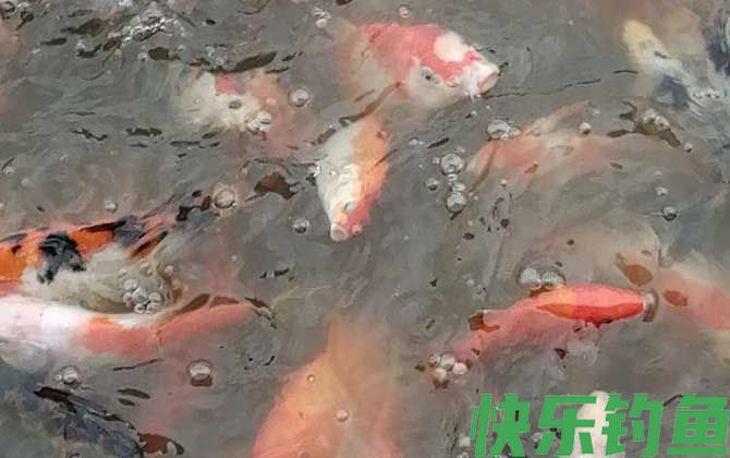 锦鲤买大的还是买小的