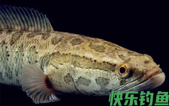 斑鳢是什么鱼