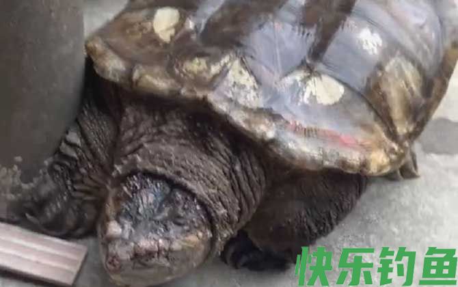 鳄龟能长多大