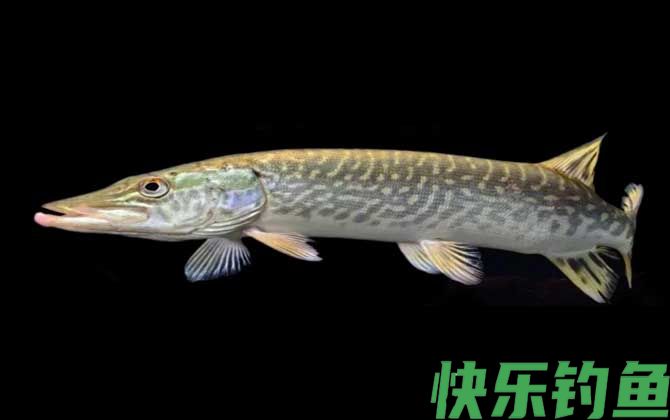 狗鱼是什么鱼