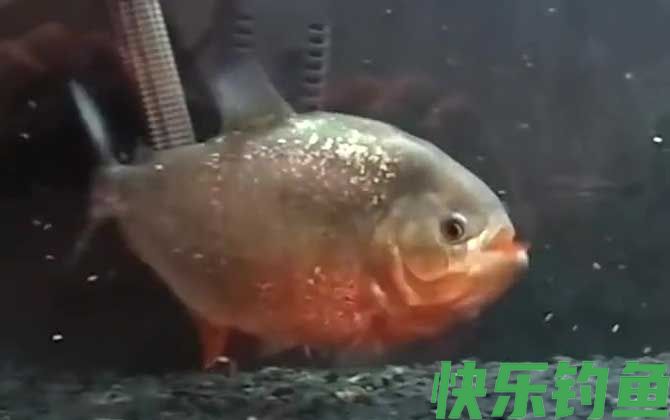水虎鱼吃什么食物
