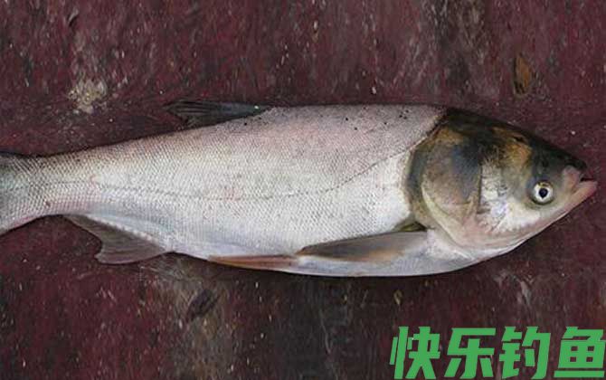 白鲢的肉质真的不好吗