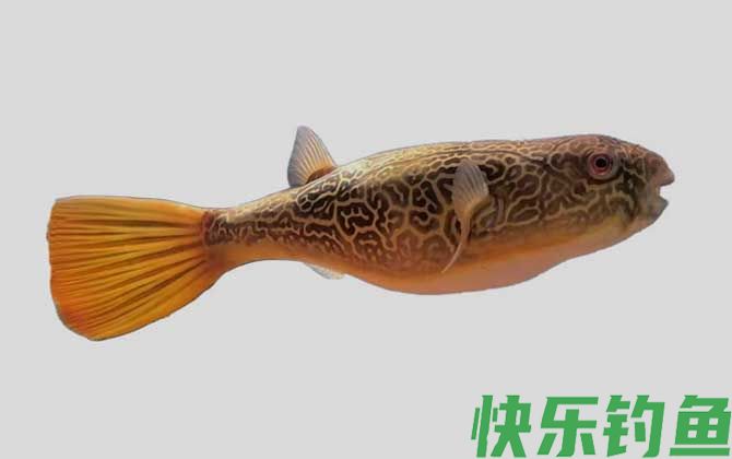 丘疹鲀是什么鱼