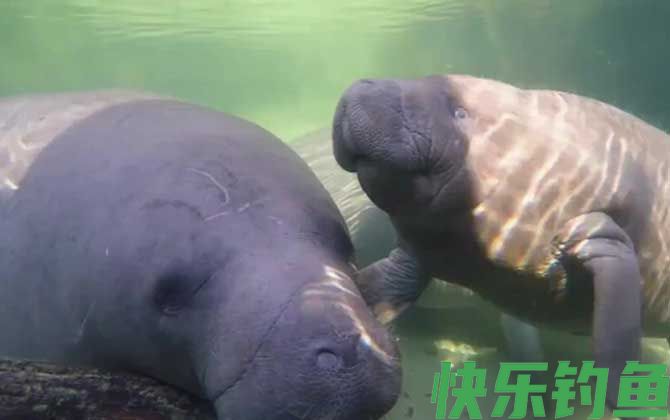 中国有海牛吗